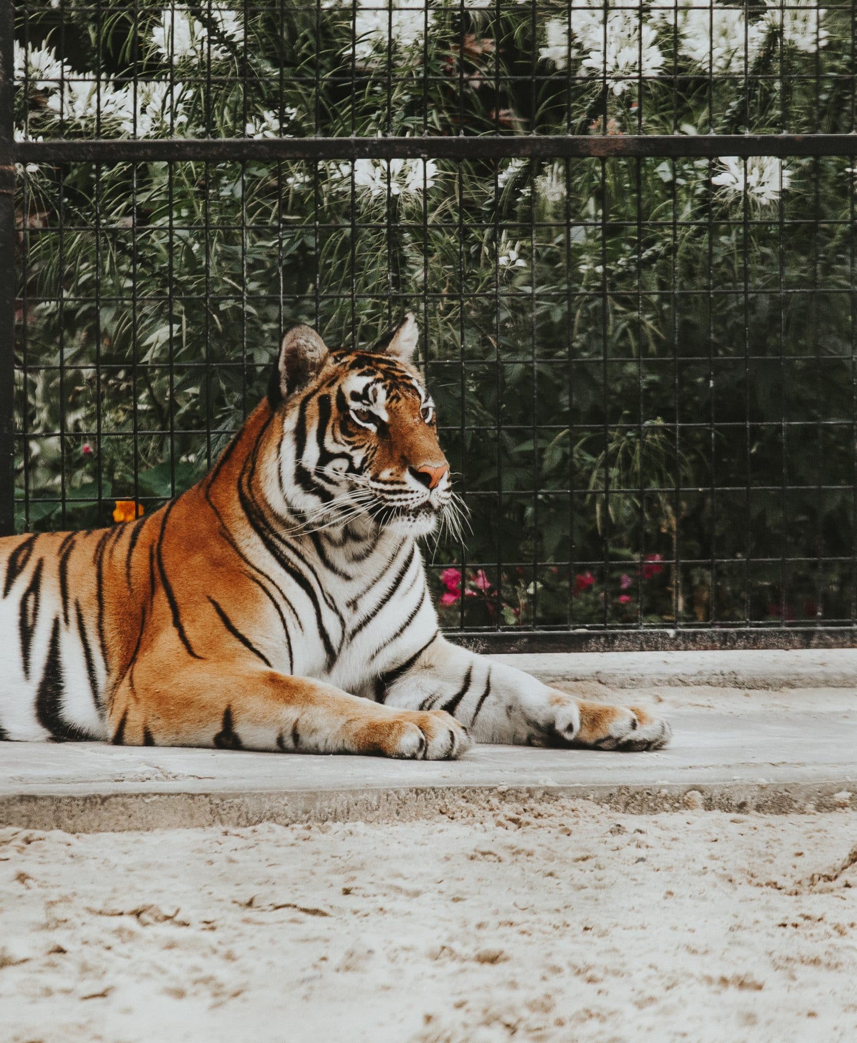 Quand Red Tiger Gaming rugit pour protéger Big Cat Rescue